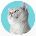 Grey kitten portrait in a circular frame