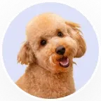 Apricot poodle portrait in a circular frame